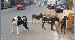 Terror of dogs at district headquarters Sawai Madhopur