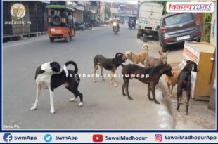 Terror of dogs at district headquarters Sawai Madhopur