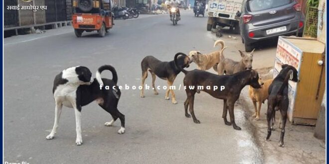 Terror of dogs at district headquarters Sawai Madhopur