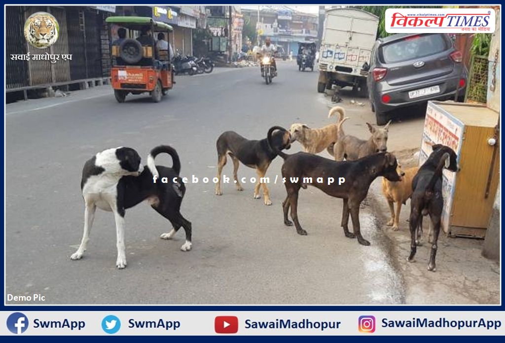 Terror of dogs at district headquarters Sawai Madhopur