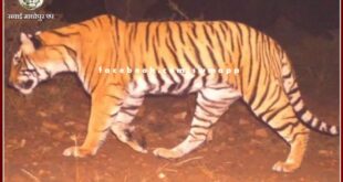 Tigress T-138 disappeared from Ranthambore