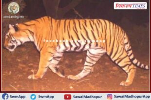 Tigress T-138 disappeared from Ranthambore