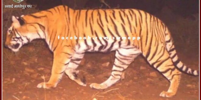 Tigress T-138 disappeared from Ranthambore