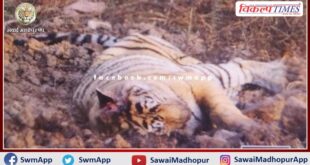 Tigress T-19 Krishna died in ranthambore national park