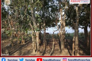 Painting competition organized on the theme of Save Forest and Save Life in sawai madhopur