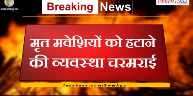 The system of removing dead cattle broke down in sawai madhopur