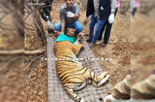 Tigress T-134 sent from Ranthambore National Park to Sariska