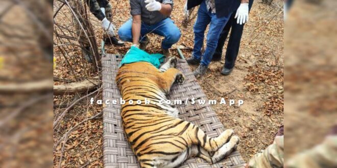Tigress T-134 sent from Ranthambore National Park to Sariska