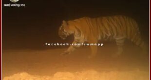 Ranthambore's tigress T-13 missing for four months