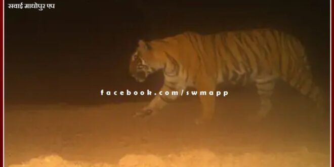 Ranthambore's tigress T-13 missing for four months