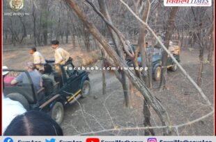 Seeing tigers again costlier in Ranthambore National Park