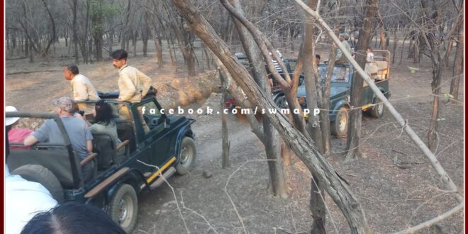 Seeing tigers again costlier in Ranthambore National Park