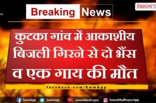Two buffalo and one cow died due to lightning in Bonli