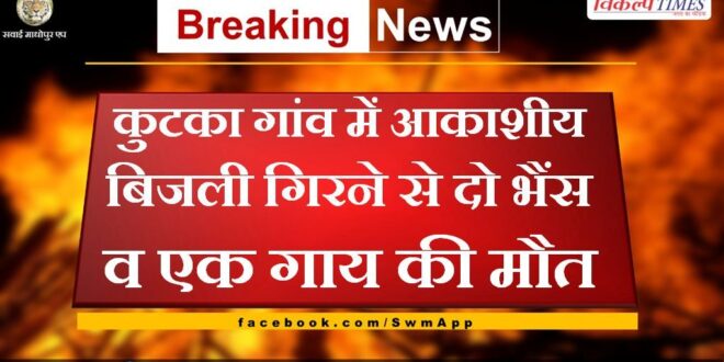 Two buffalo and one cow died due to lightning in Bonli