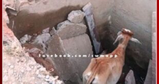 Cow pulled out from 8 feet deep pit in sawai madhopur