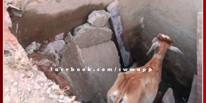 Cow pulled out from 8 feet deep pit in sawai madhopur