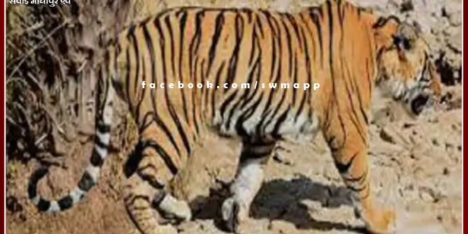 Tiger T-104 of Ranthambore shifted to Sajjangarh Biological Park in Udaipur