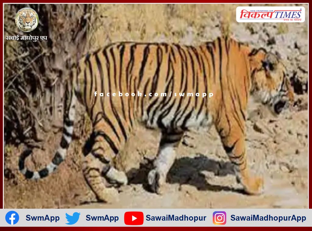 Tiger T-104 of Ranthambore shifted to Sajjangarh Biological Park in Udaipur
