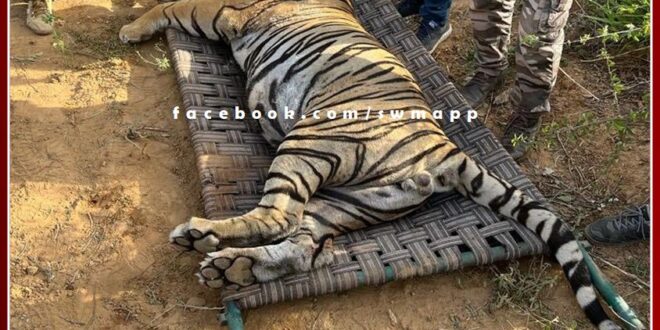 Tiger T-104 shifted from Ranthambore to Sajjangarh Biological Park died