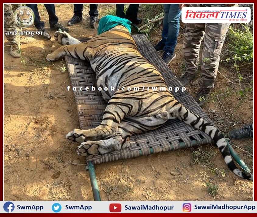 Tiger T-104 shifted from Ranthambore to Sajjangarh Biological Park died
