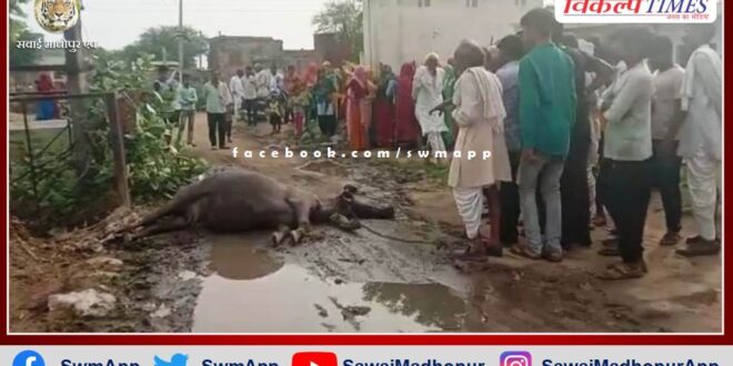 Buffalo died due to electrocution in Khirni