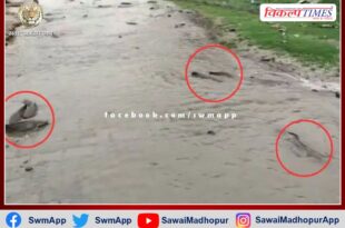 Fish rained heavily after stormy rains in the Rajasthan