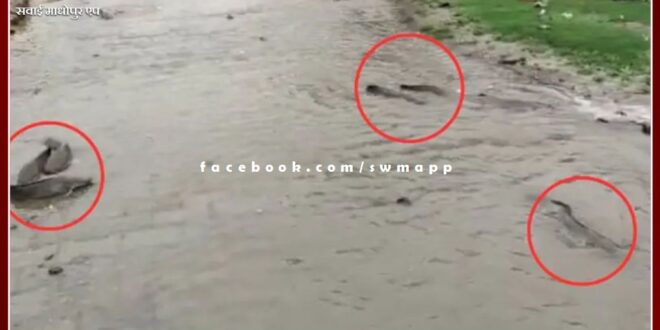 Fish rained heavily after stormy rains in the Rajasthan