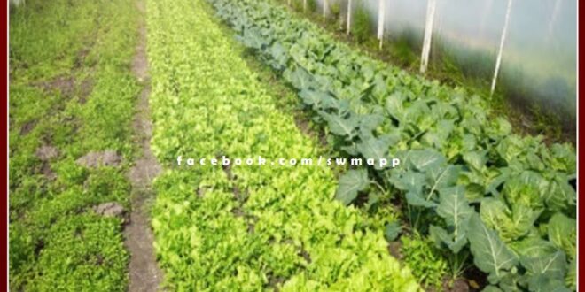Received 75 percent grant by planting a new garden in sawai madhopur