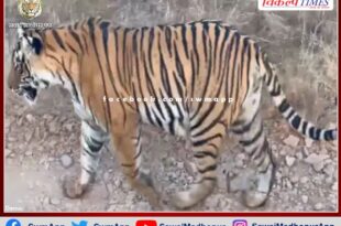 Tigress T-124 seen with three cubs in ranthambore national park