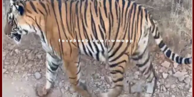 Tigress T-124 seen with three cubs in ranthambore national park