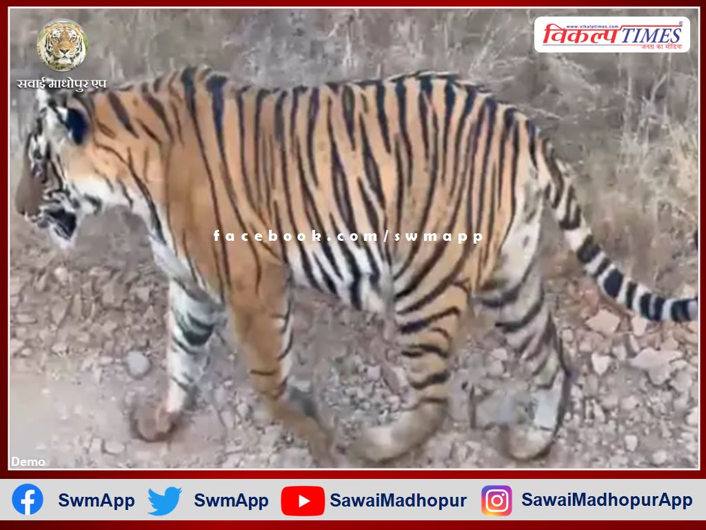 Tigress T-124 seen with three cubs in ranthambore national park