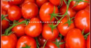 Tomato turned red, the price reached from 80 to 100 rupees per kg