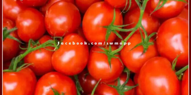Tomato turned red, the price reached from 80 to 100 rupees per kg