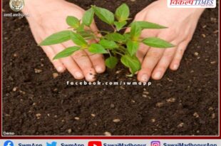 About 2 lakh saplings will be planted in the Sawai Madhopur today