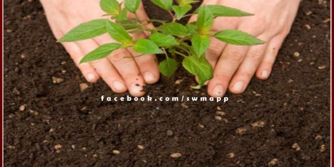 About 2 lakh saplings will be planted in the Sawai Madhopur today
