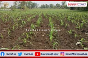 After 15 days of rain, withered crops got life in khirni