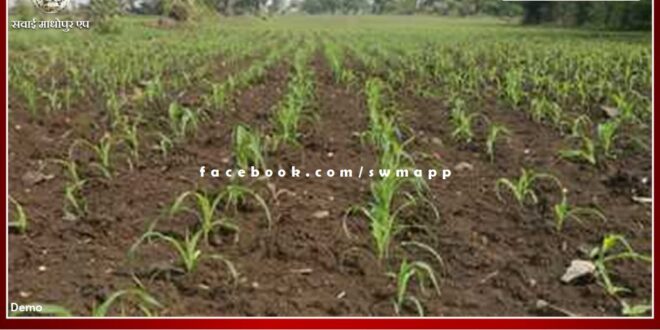 After 15 days of rain, withered crops got life in khirni