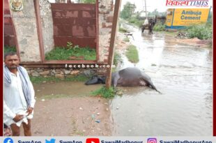 Buffalo died due to electrocution in khirni