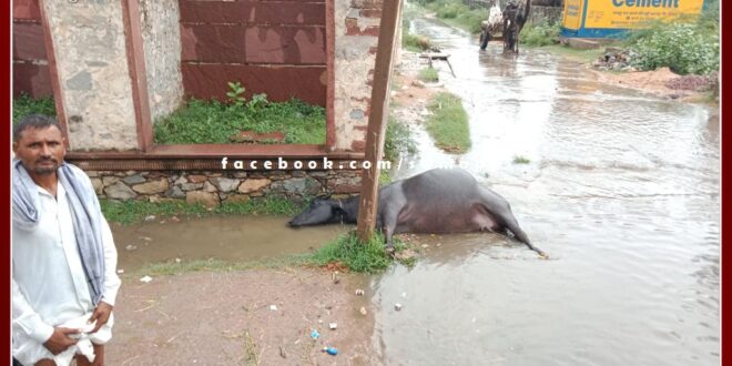 Buffalo died due to electrocution in khirni