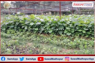 Forest department prepared 9 lakh 50 thousand saplings under TOFR scheme in sawai madhopur
