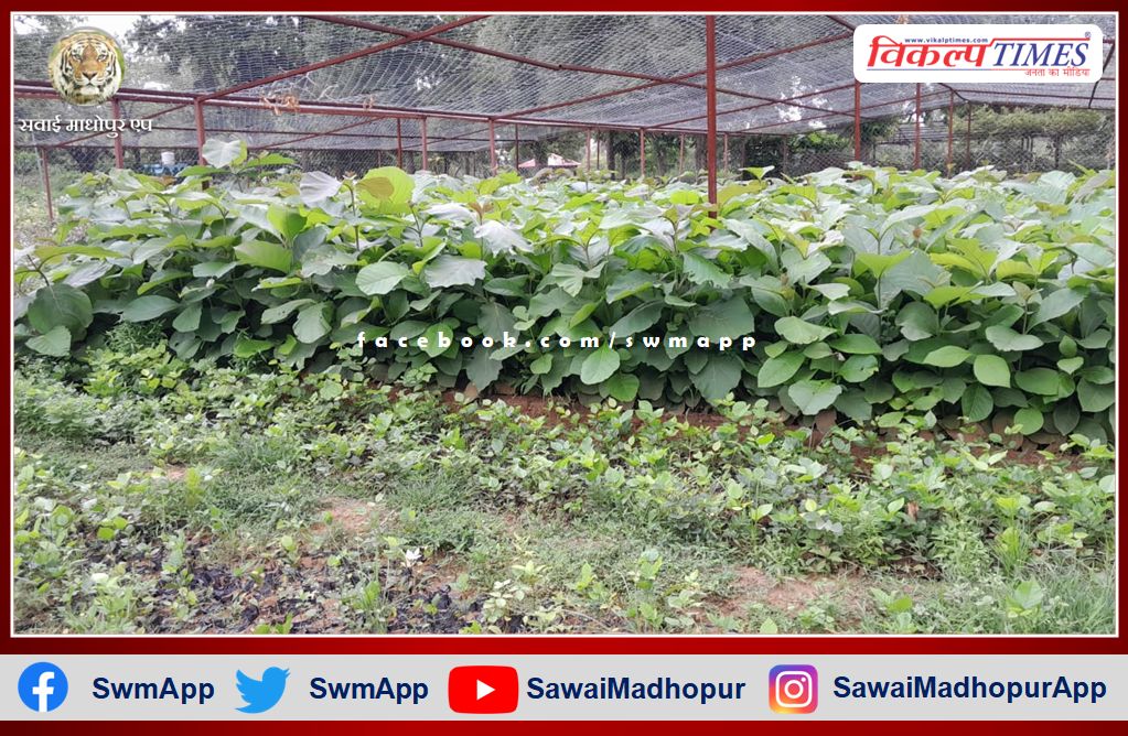 Forest department prepared 9 lakh 50 thousand saplings under TOFR scheme in sawai madhopur