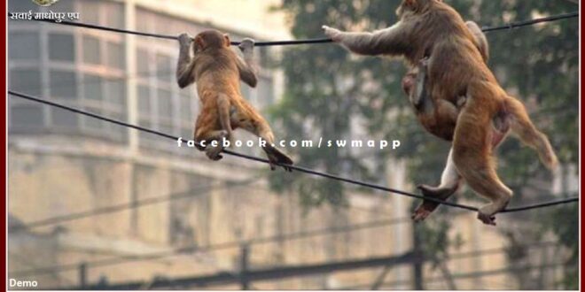 Terror of monkeys in the city council area sawai madhopur