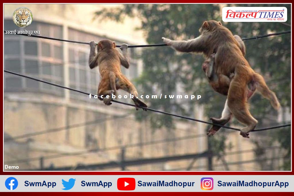 Terror of monkeys in the city council area sawai madhopur