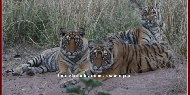 Three cubs of Ranthambore's tigress T-111 were named Chiranjeevi, Chirayu and Avni