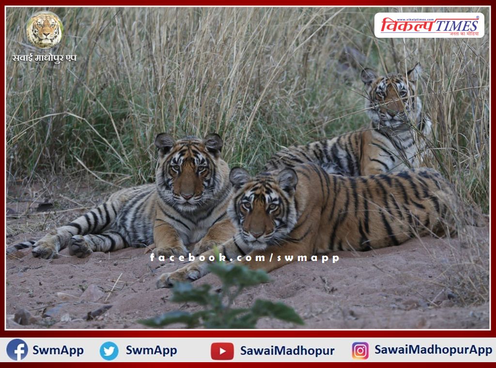 Three cubs of Ranthambore's tigress T-111 were named Chiranjeevi, Chirayu and Avni