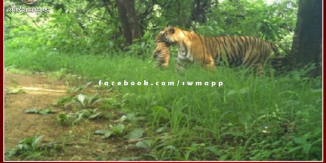 Tigress T-124 gave birth to three cubs in Ranthambore National Park