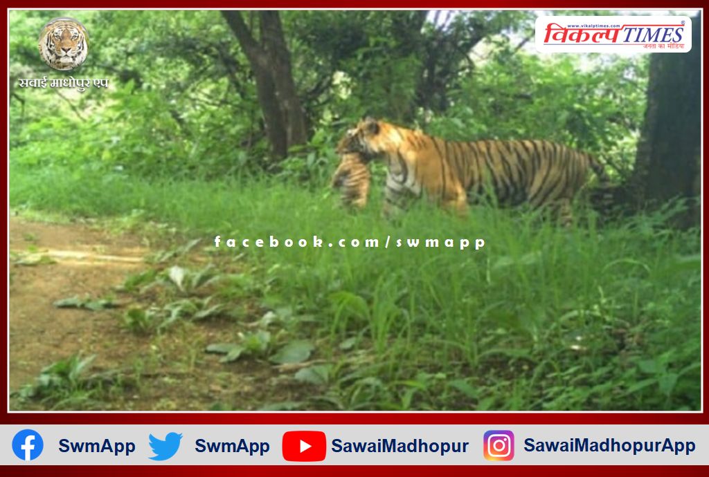 Tigress T-124 gave birth to three cubs in Ranthambore National Park