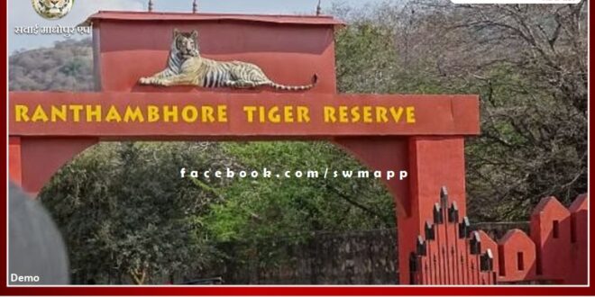 Tigress T-84 Arrowhead gave birth to three cubs in Ranthambore national park
