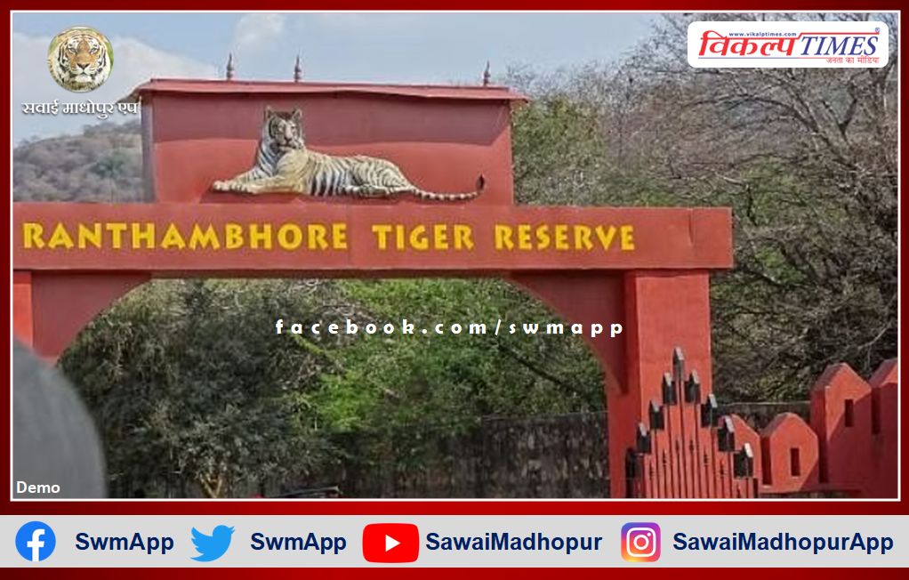Tigress T-84 Arrowhead gave birth to three cubs in Ranthambore national park