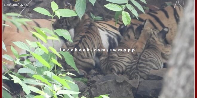 Tigress T-84 Arrowhead gave birth to three cubs in ranthambore tiger reserve